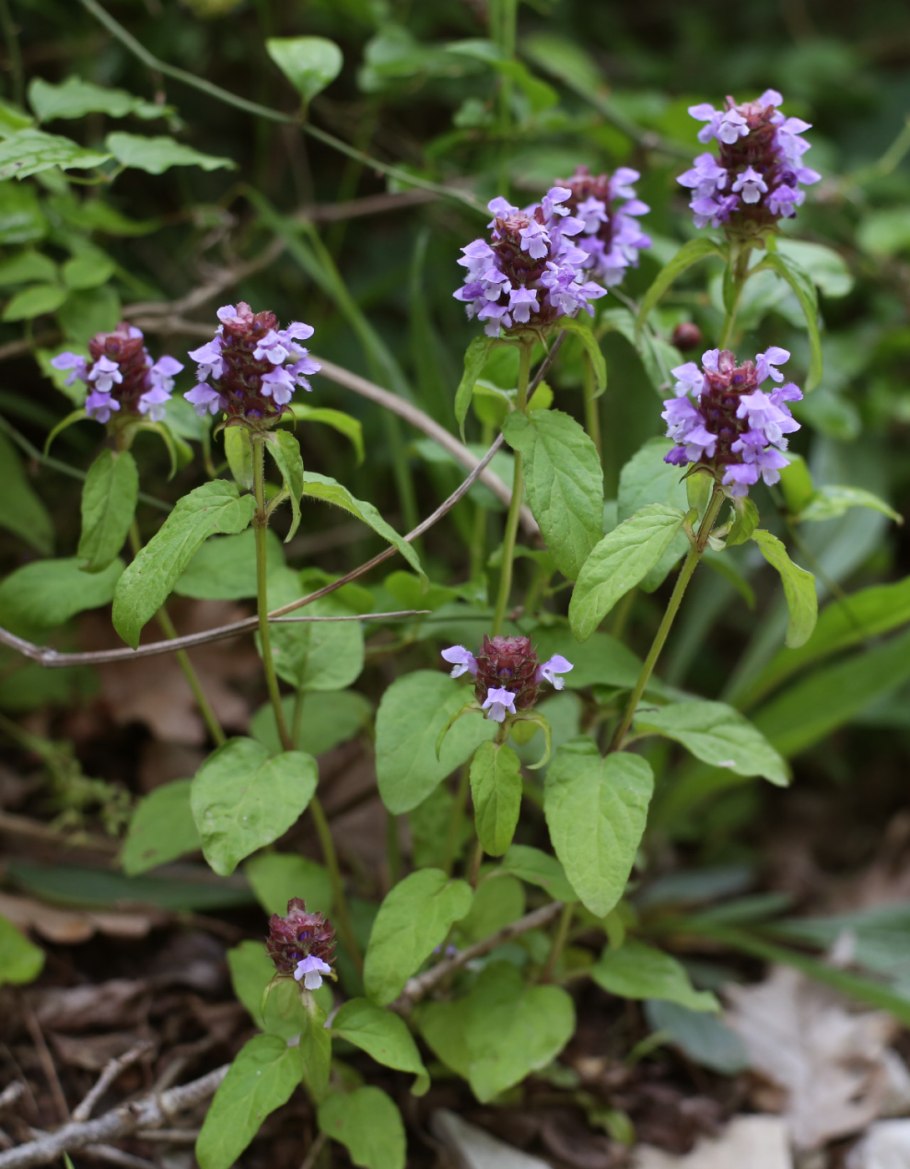 Губоцветные (Lamiaceae)