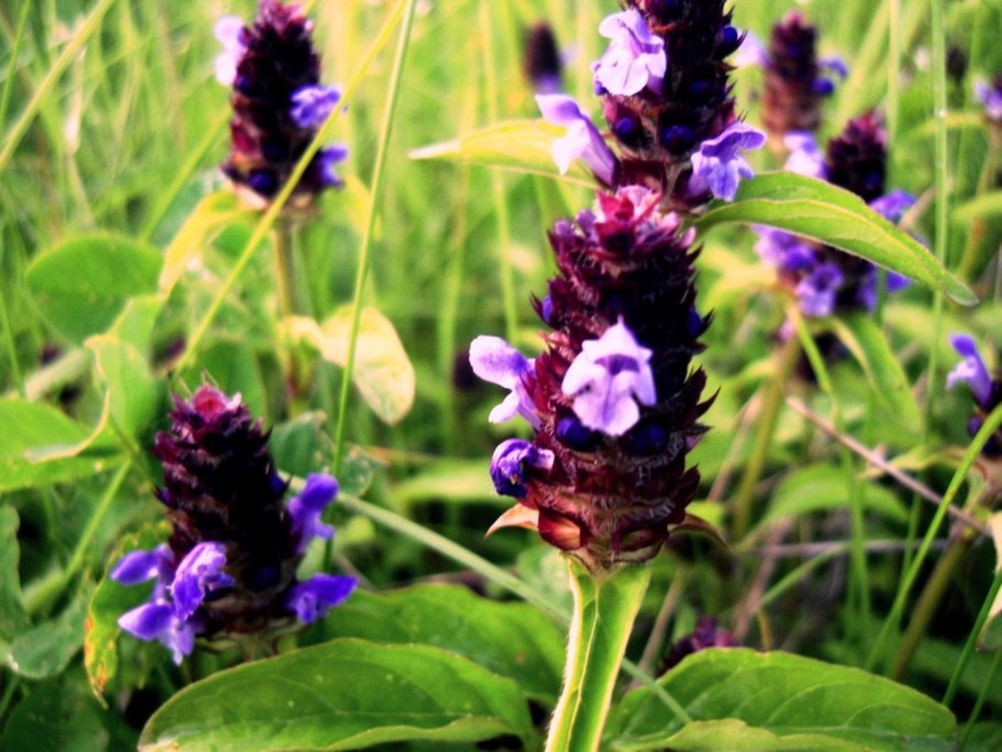 Черноголовка обыкновенная Prunella