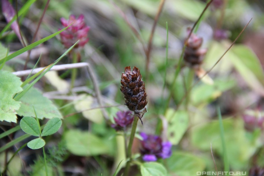 Черноголовка Прунелла обыкновенная