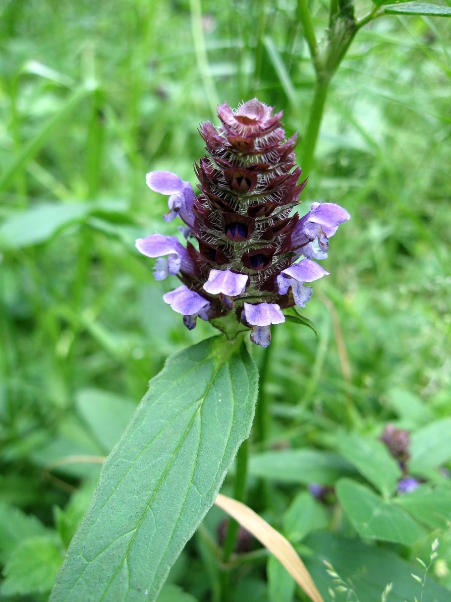 Черноголовка обыкновенная Prunella