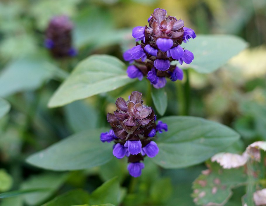 Черноголовка обыкновенная (Prunella vulgaris l.)