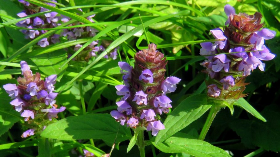 Черноголовка трава