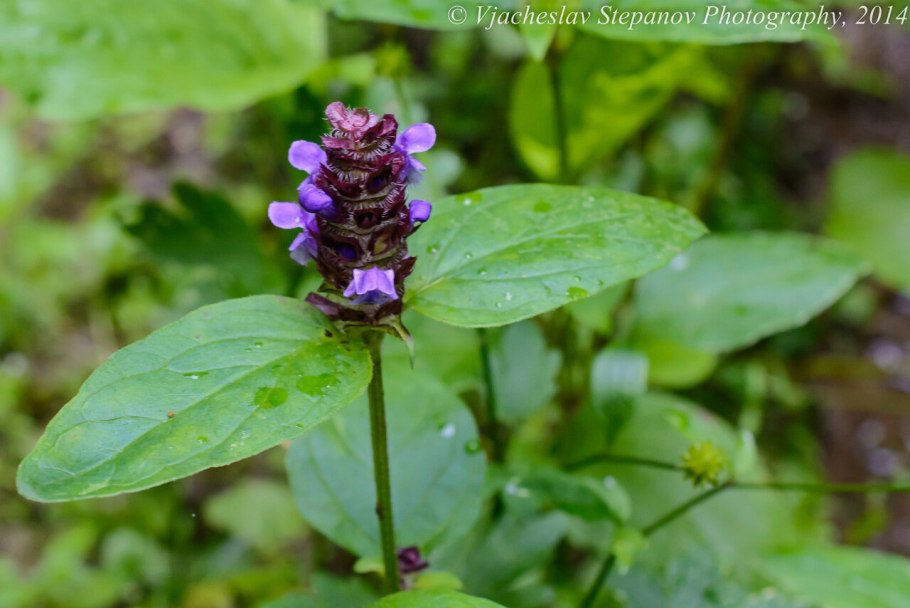 Черноголовка ягода