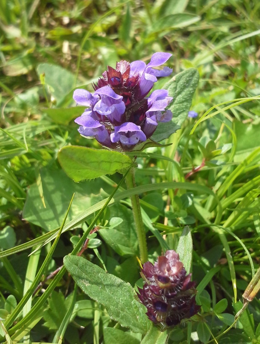 Черноголовка Прунелла обыкновенная