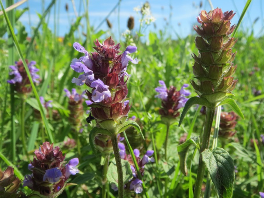 Черноголовка обыкновенная (Prunella vulgaris l.)