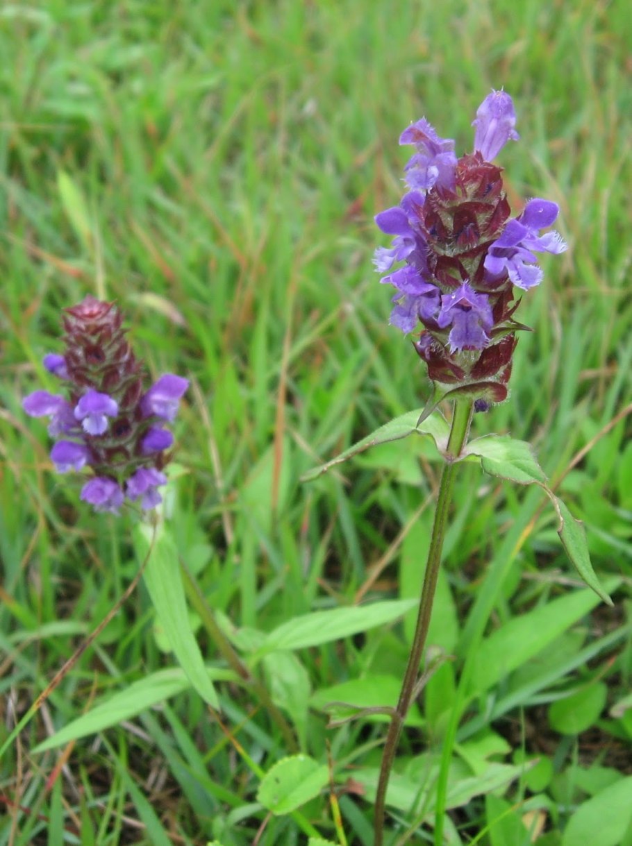 Черноголовка обыкновенная Prunella