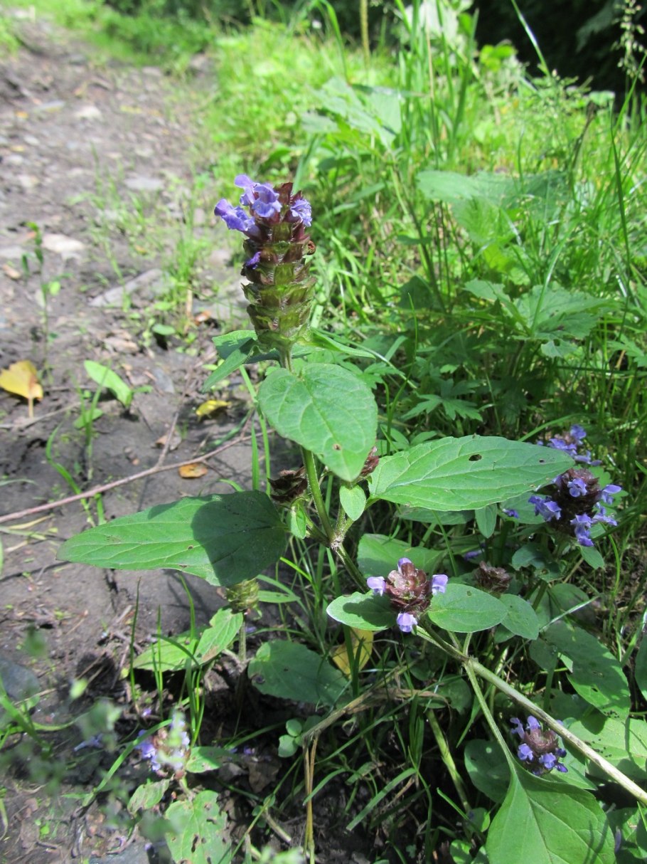 Черноголовка обыкновенная плод