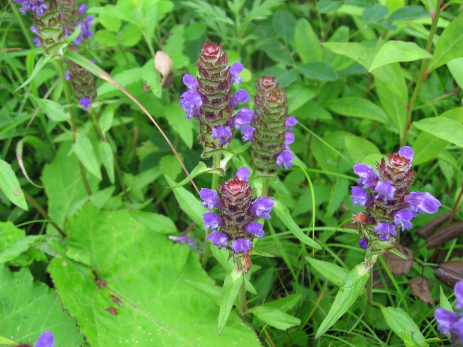 Черноголовка обыкновенная побег