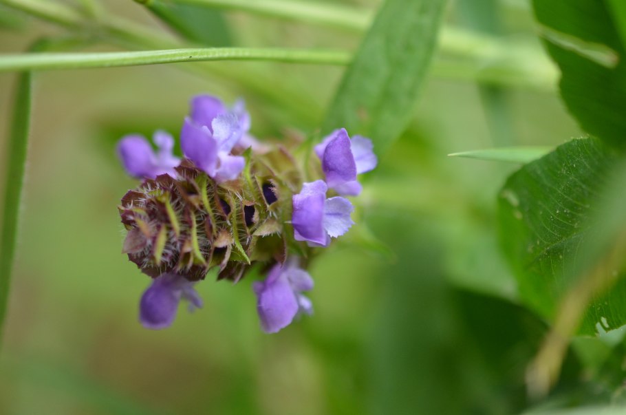 Черноголовка Прунелла обыкновенная