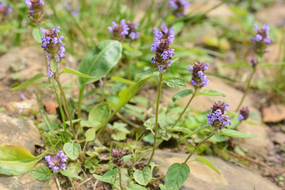 Черноголовка Прунелла обыкновенная