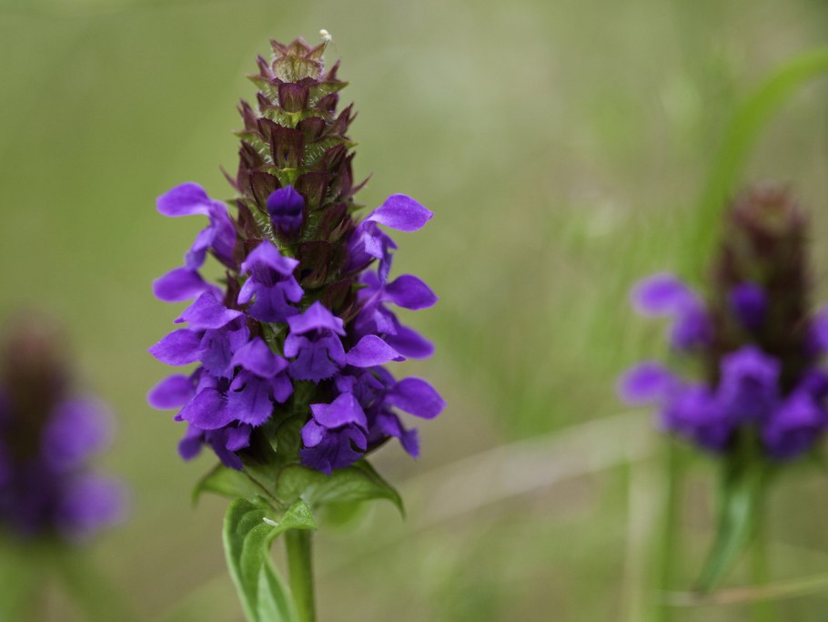 Prunella vulgaris