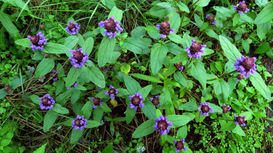 Черноголовка горлянка