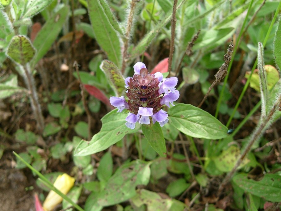 Черноголовка Вебба