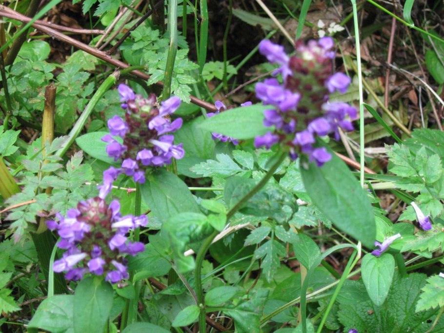 Черноголовка побег