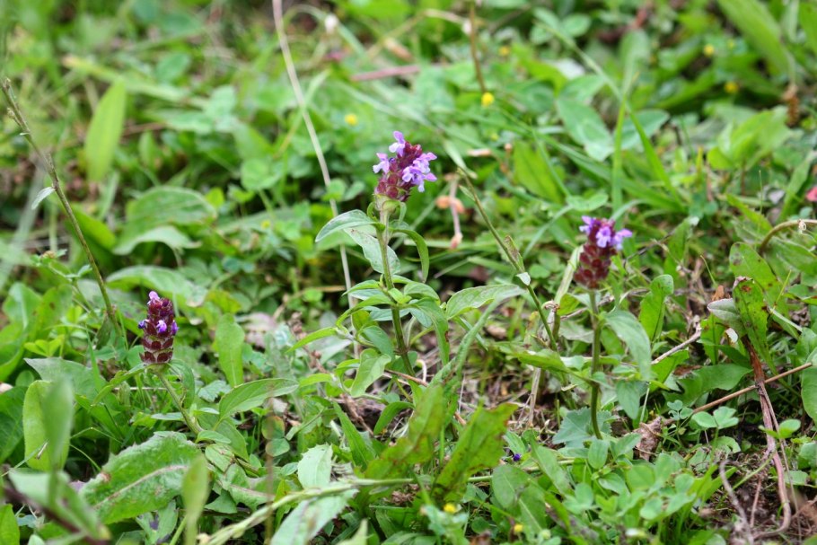 Такырная Черноголовка систематика