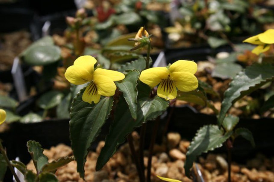 Фиалка приостренная