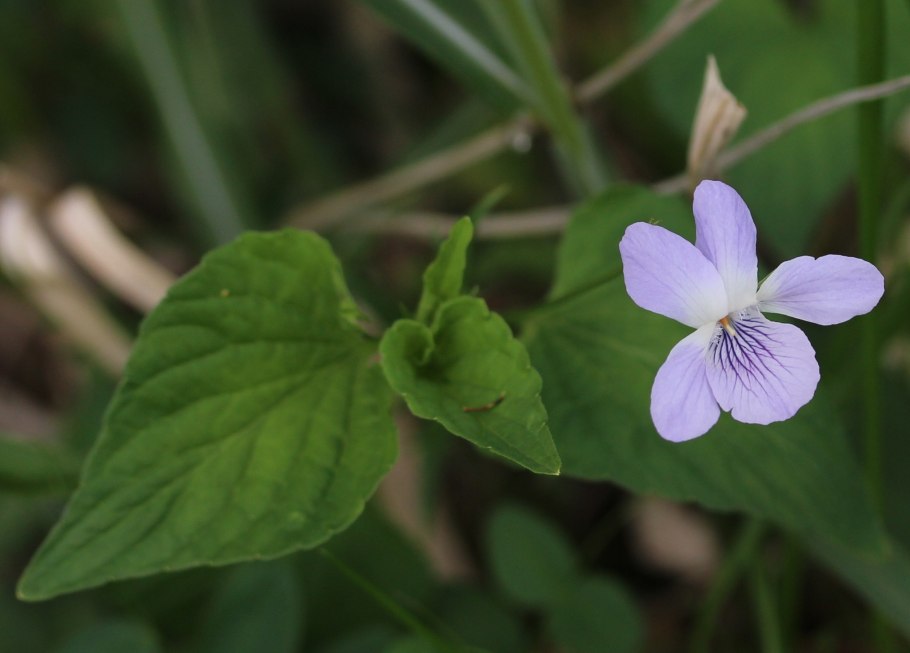 Фиалка желтолепестковая
