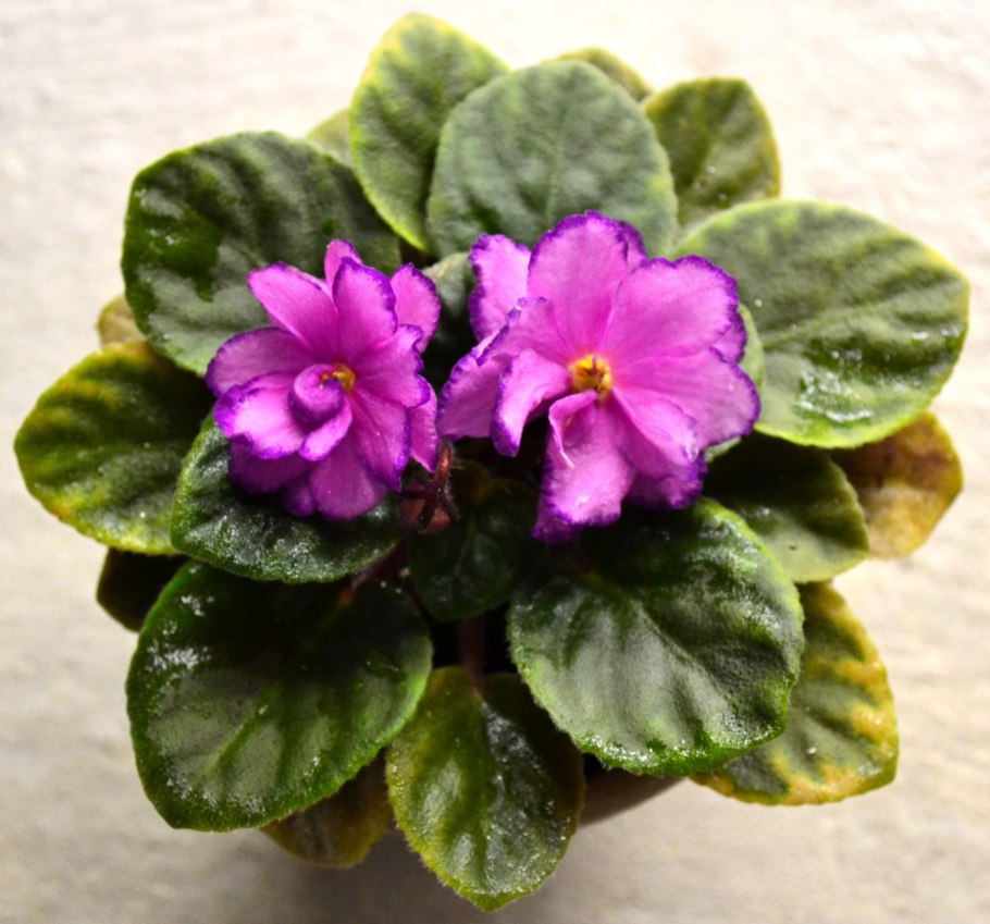 Фиалка Марсианка