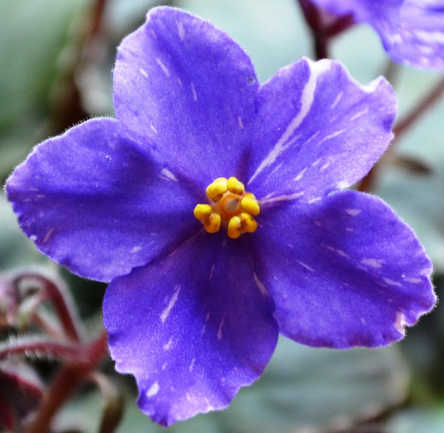 Фиалка Фиери Сансет