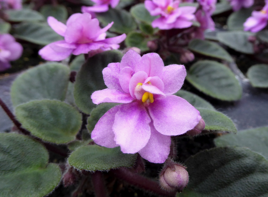 Saintpaulia ionantha фиалка