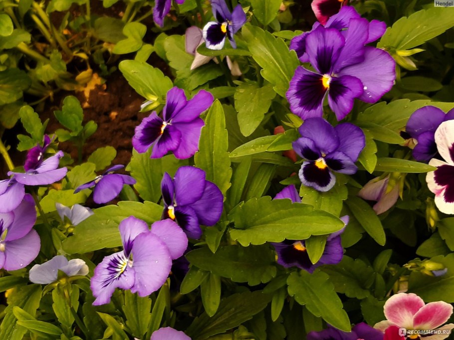 Фиалка Паркер Химера