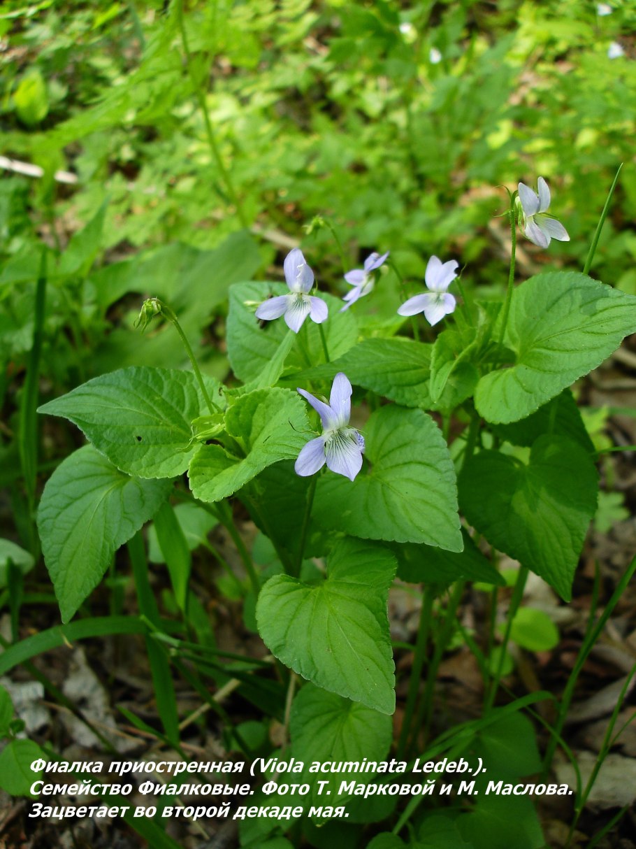 Фиалка приостренная