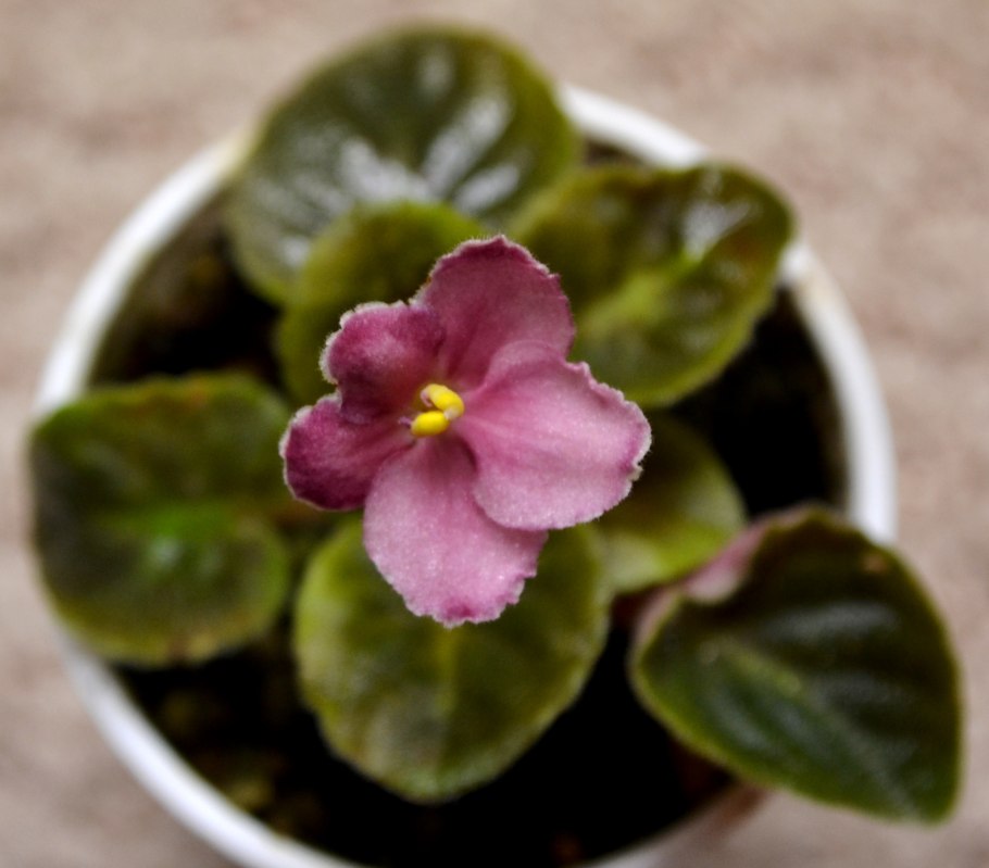 Senk's Anemone фиалка