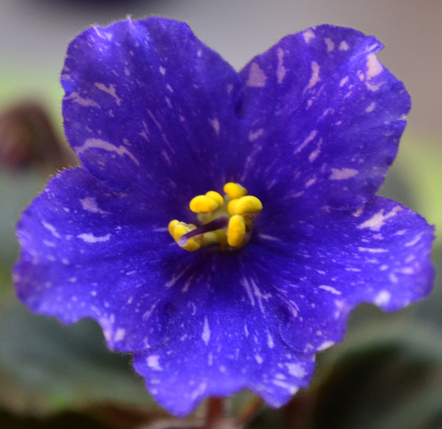 Фиалка African Violet Gillian