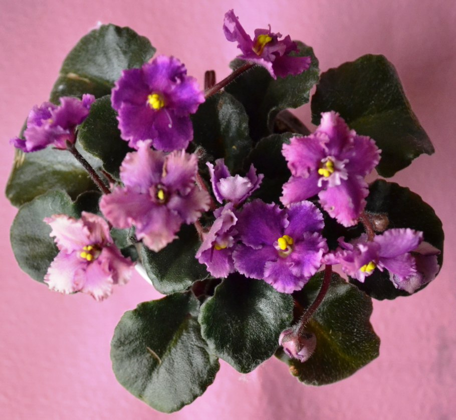 Фиалка вариегатная