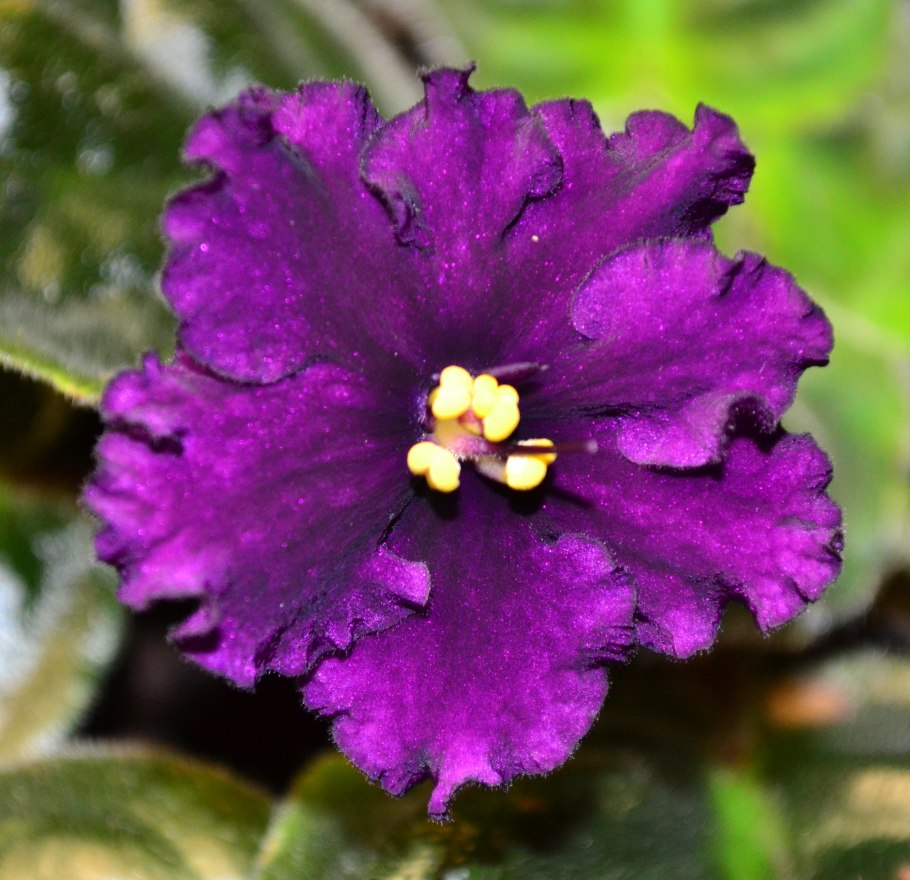 Heartbreak Kid фиалка