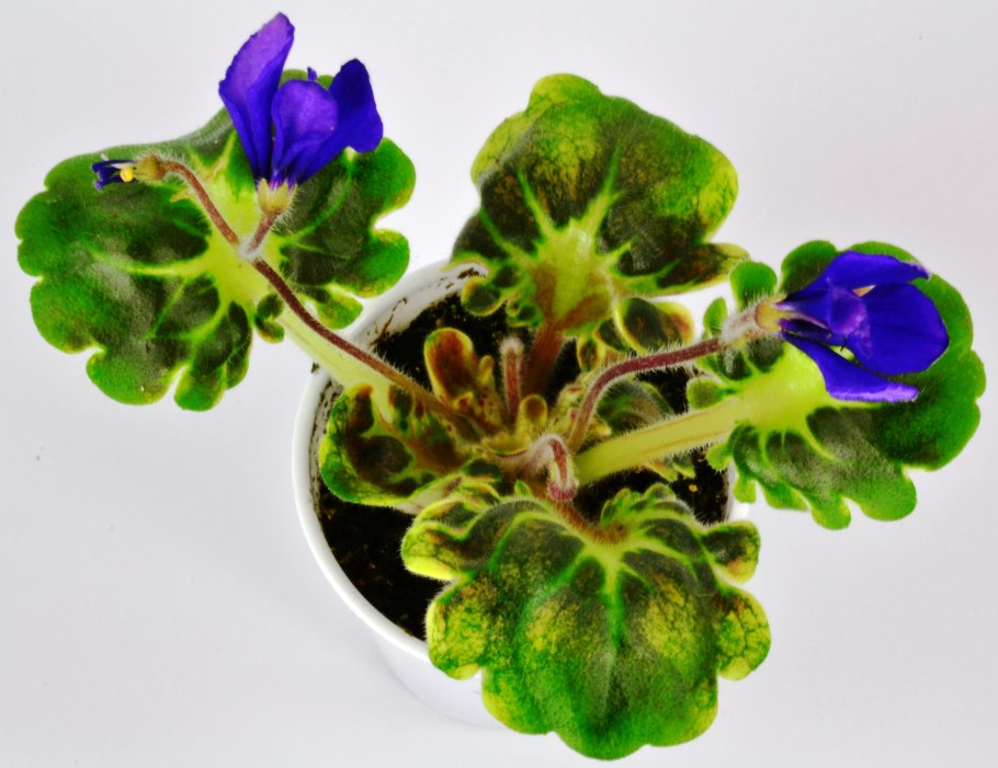 Фиалка Оптимара Миллениум