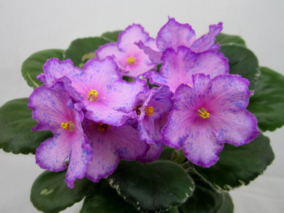 Фиалка Ле Маруся