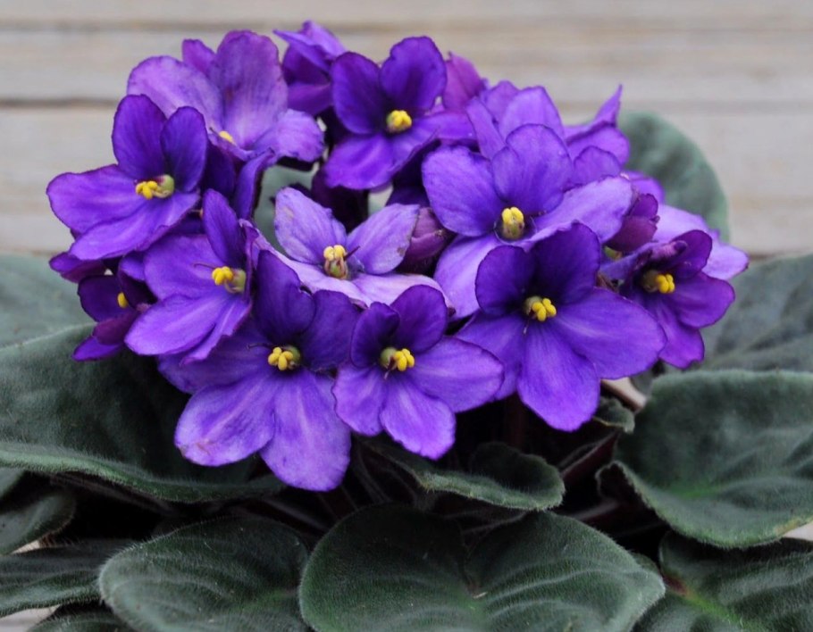 Сенполия Африканская фиалка