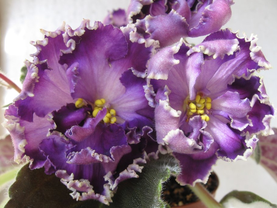 Фиалка Baby Brad