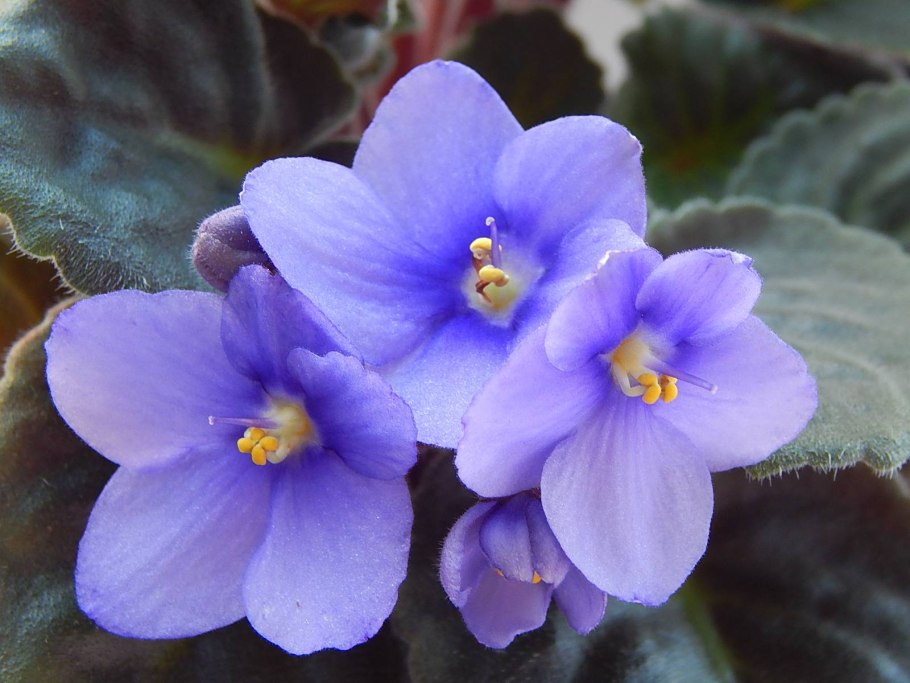 Сенполия Африканская фиалка