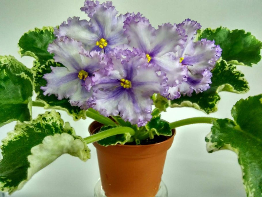 Фиалка Ванда