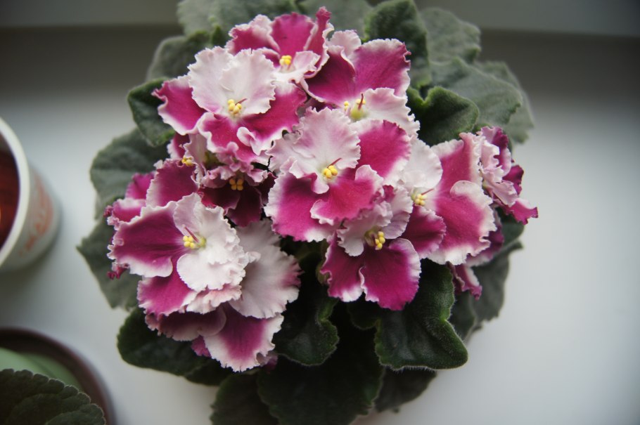 Фиалка Джульетта спорт