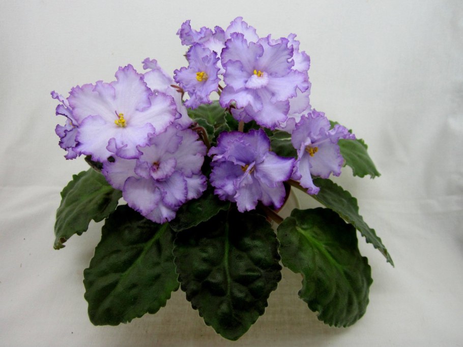 Фиалка узамбарская Химера