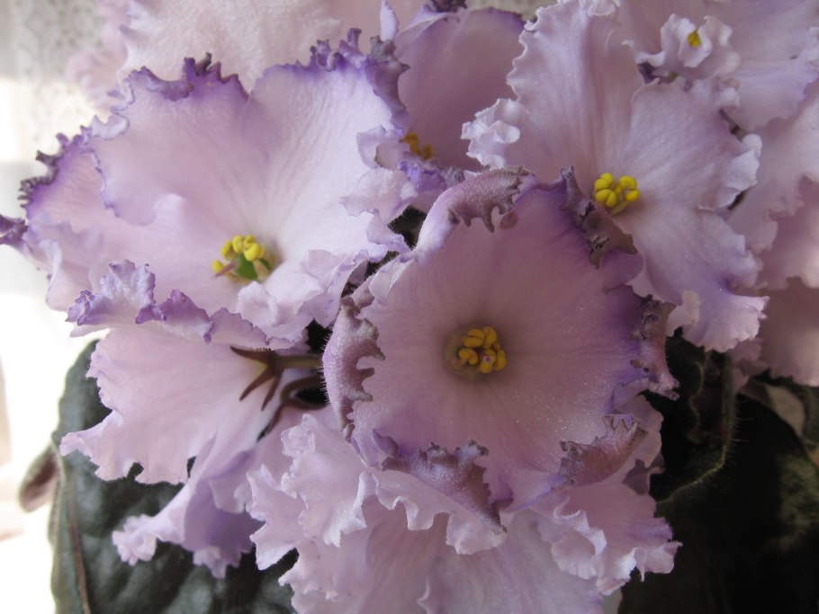 Фиалка Бакай сорсерер