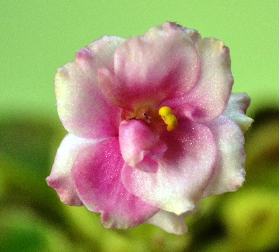 Фиалка Вирджиния