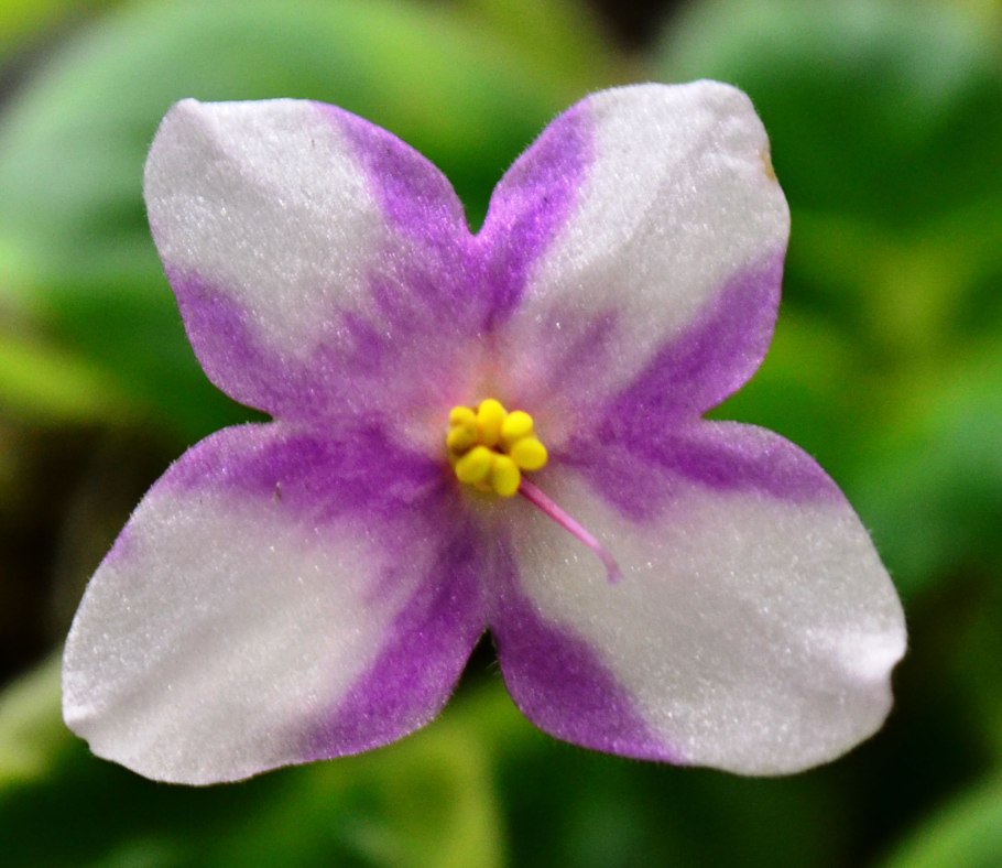 Фиалка ЛФ Лесные ягоды