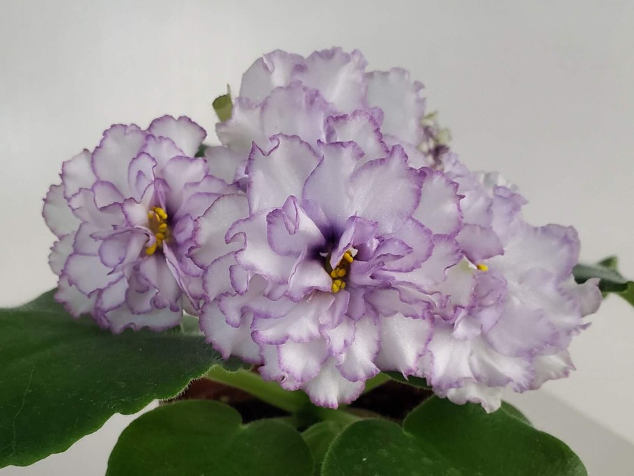 Узамбарская фиалка