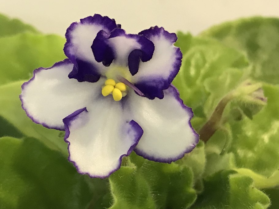 Фиалка оптимара monet