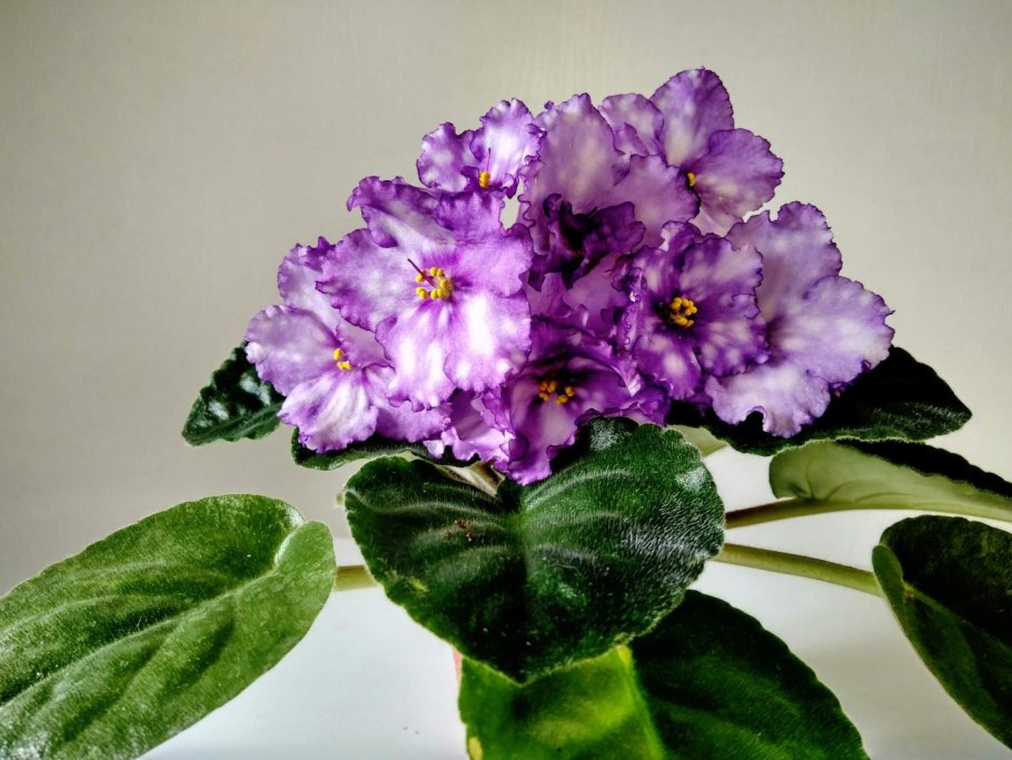 Узамбарская сенполия