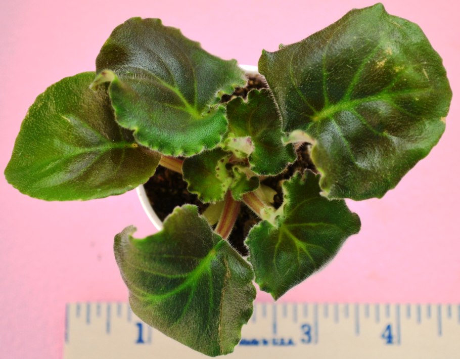 Фиалка одноцветковая