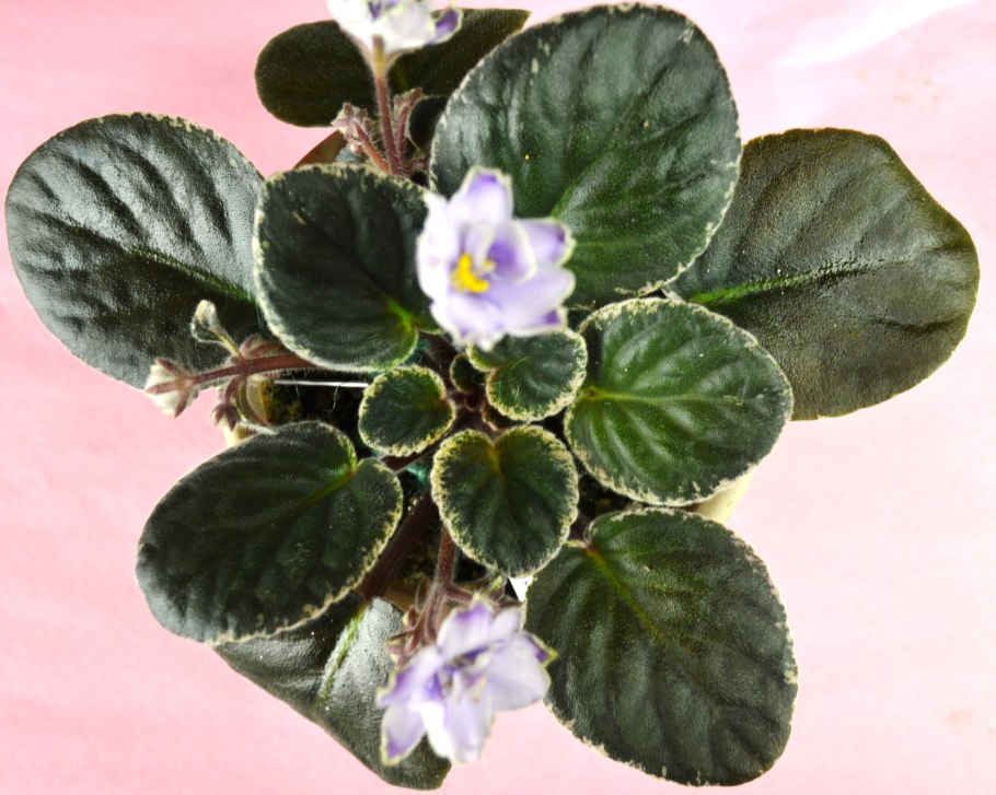 Фиалка buckeye sorcerer