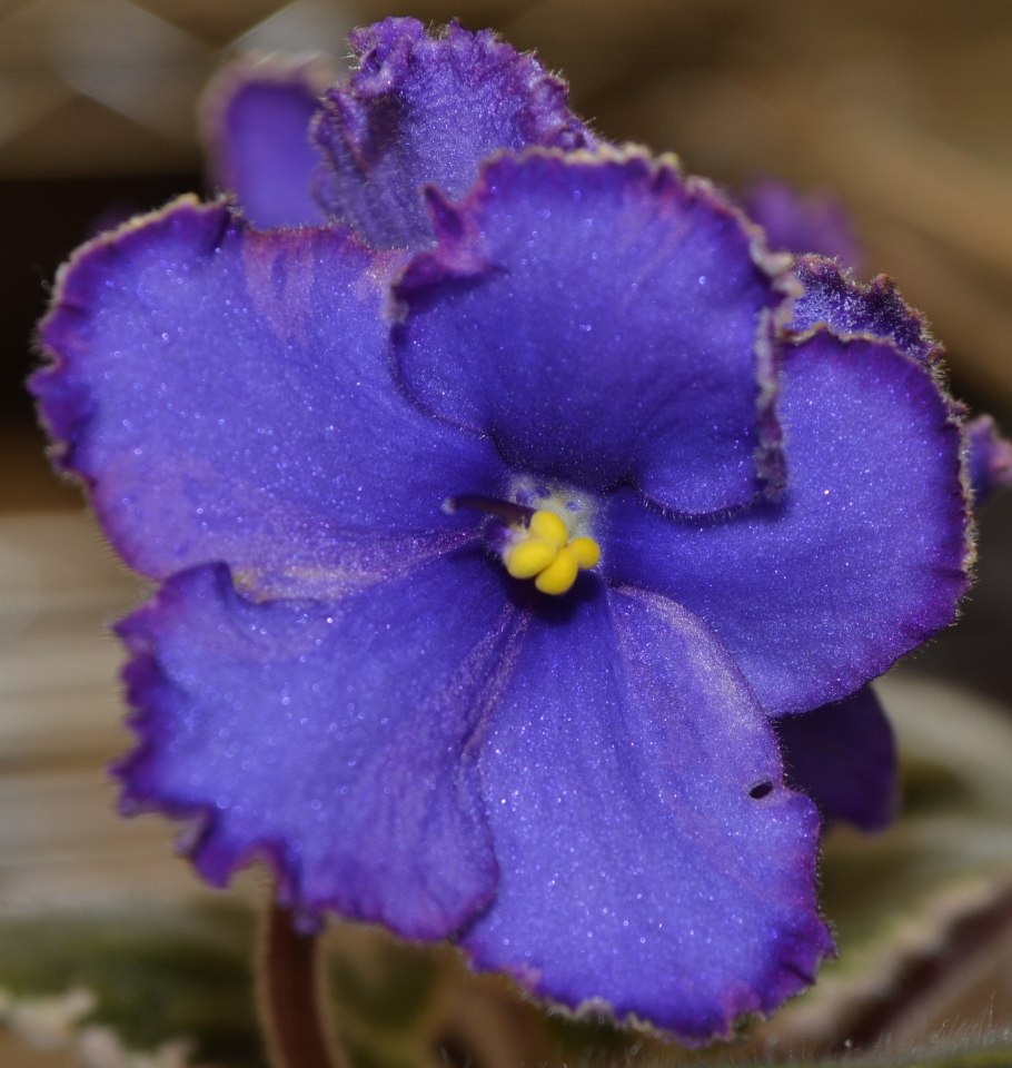 Ват-прекрасная Арабелла