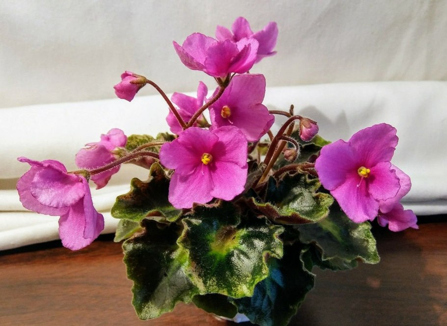 Фиалка Optimara Degas