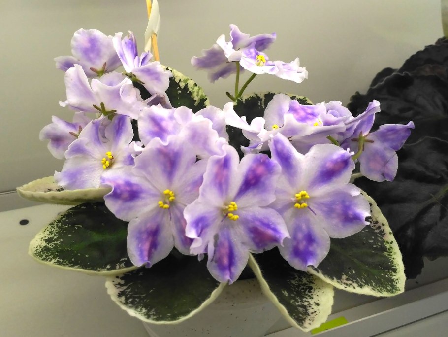 Фиалка Стартрек