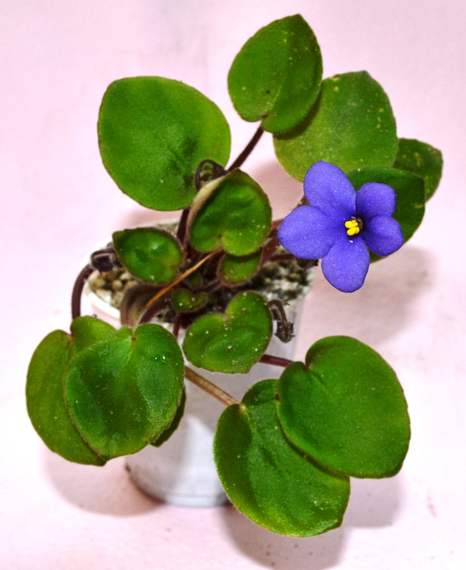 Фиалка Frosty Bubbles